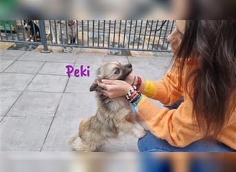 Peki 02/2018 (ESP Pflegestelle) freundliche und aufgeschlossene Pekingese Mix Hündin
