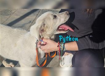 Python 10/2023 (ESP Pflegestelle) - verschmuster und menschenbezogener Pyrenäen-Berghund Mix Welpe