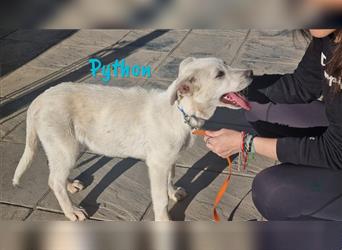 Python 10/2023 (ESP Pflegestelle) - verschmuster und menschenbezogener Pyrenäen-Berghund Mix Welpe