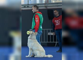 Weisser Schäferhund / Berger Suisse Blanc Welpen mit Ahnentafel & FCI