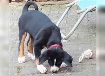 Appenzeller Sennenhund Welpe Rüde reinrassig aus der Eifel zu verkaufen