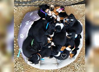 Appenzeller Sennenhund Welpe Rüde reinrassig aus der Eifel zu verkaufen