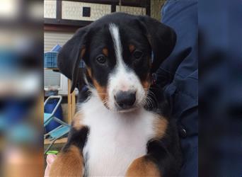 Appenzeller Sennenhund Welpe Rüde reinrassig aus der Eifel Rüde zu verkaufen