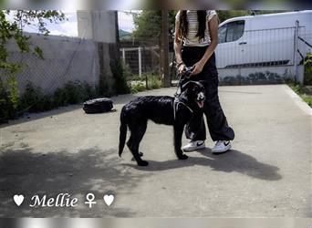 Traumhunde Mellie und Mollie  können schon alles