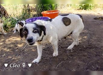 Coco und Cleo (6kg)  und Flower (10 kg) suchen ab Ende Juni  ein Körbchen