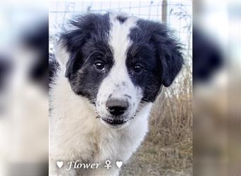 Coco und Cleo (6kg)  und Flower (10 kg) suchen ab Ende Juni  ein Körbchen