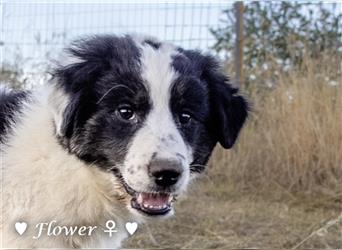 Coco und Cleo (6kg)  und Flower (10 kg) suchen ab Ende Juni  ein Körbchen