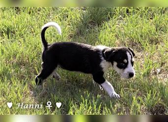 Ein Winzling  (6kg) sucht ab Ende Juni  ein Körbchen