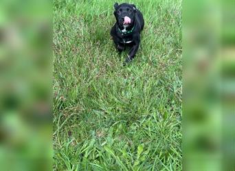 Labrador Welpen Mix Mischlinge Schwarz schokobraun