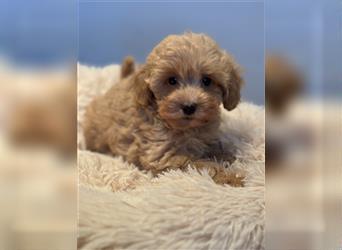 Sehr schöne und gesunde Maltipoo Welpen