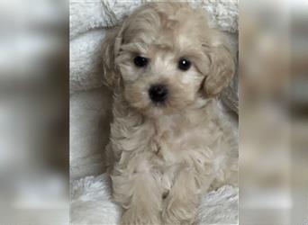 Sehr schöne und gesunde Maltipoo Welpen