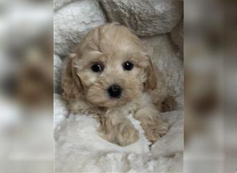 Sehr schöne und gesunde Maltipoo Welpen