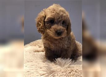 Sehr schöne und gesunde Maltipoo Welpen