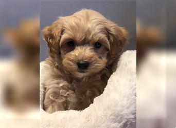 Sehr schöne und gesunde Maltipoo Welpen