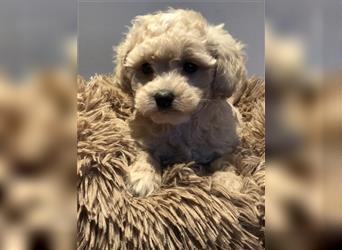 Sehr schöne und gesunde Maltipoo Welpen