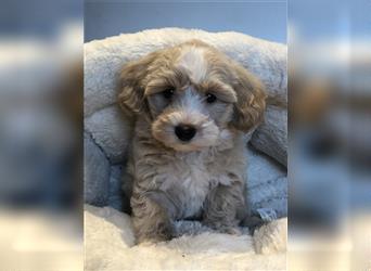 Sehr schöne und gesunde Maltipoo Welpen