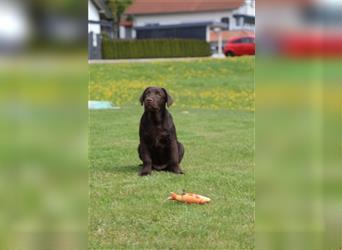 4 Montse top ausgeglichener erzogener Junghund Welpe  HAUSAUFZUCHT Körzucht
