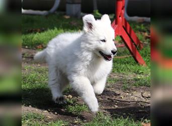 Weiße Schäferhund Welpen mit neuen Bildern