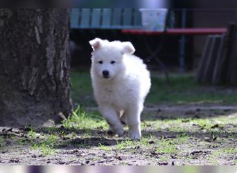 Weiße Schäferhund Welpen mit zusätzlichen Bildern