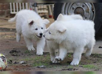 Weiße Schäferhund Welpen mit zusätzlichen Bildern