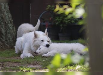 Weiße Schäferhund Welpen mit neuen Bildern