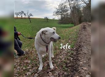 Jefe 12/2019 (in Deutschland) Liebenswerter und angenehmer Rüde sucht erfahrenes Forever Home