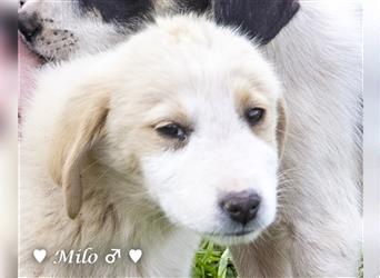 Nino,  Miko und Milo suchen ab Mitte Mai ein Zuhause
