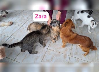 Zara, tolle Hündin im besten Alter, spielt gerne mit Katzen