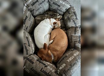 herziges Chihuahua-Pärchen