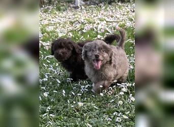Kleine tolle Mini/Medium Aussiedoodle Welpen suchen bald Ihre Familien