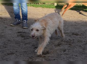 Kasimir, freundlicher Junghund, 47 cm, 1 Jahr alt,  auf Pflegestelle in 51503 Rösrath