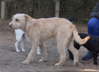Kasimir, freundlicher Junghund, 47 cm, 1 Jahr alt,  auf Pflegestelle in 51503 Rösrath