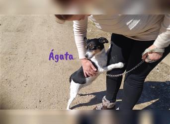 Ágata 03/2018 (ESP) Unkomplizierte süße Bodeguera sucht Familie