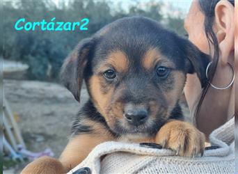 Cortázar2 09/2023 (ESP - Pflegestelle) - intelligenter und neugieriger, kleiner Bodeguero Welpe!
