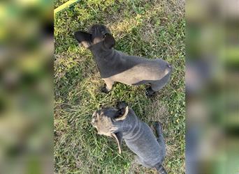 2 reinrassige Blue Welpen-Mädchen,Bereit neue zu Hause kennen lernen