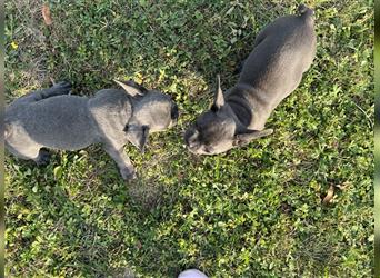 2 reinrassige Blue Welpen-Mädchen,Bereit neue zu Hause kennen lernen