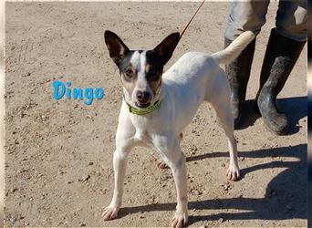 Dingo 05/16 (ESP) - verschmuster und fröhlicher Ratonero Bodeguero Andaluz!