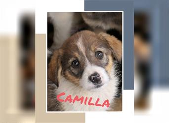 Camilla - Welpe sucht Familie