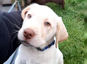 Labrador Welpe mit blauem Halsband