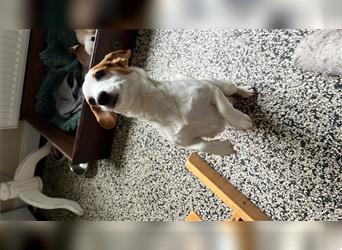 Sehr süße Amerikanische Zwergdackel- Havaneser Hybridhunde nur in beste Hände abzugeben