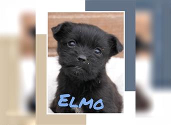 Elmo - Welpe sucht Familie