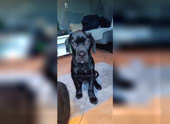 Cane Corso Welpen