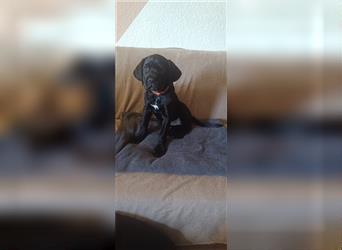 Cane Corso Welpen