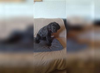 Cane Corso Welpen