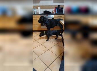 Cane Corso Welpen