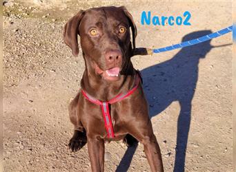 Narco2 01/2023 (ESP) cleverer und sportlicher Bracke-Labrador-Mischling sucht Lebensbegleiter