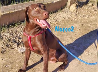 Narco2 01/2023 (ESP) cleverer und sportlicher Bracke-Labrador-Mischling sucht Lebensbegleiter