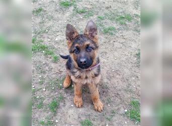 Hercules Schäferhundmischling Rüde ca. 2,5 Monate alt in Ungarn