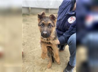 Hercules Schäferhundmischling Rüde ca. 2,5 Monate alt in Ungarn