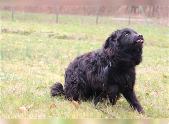 Ally Welpe Junghund kroatischer Schäferhund Mischlingshündin Mischling Hündin sucht Zuhause oder PS